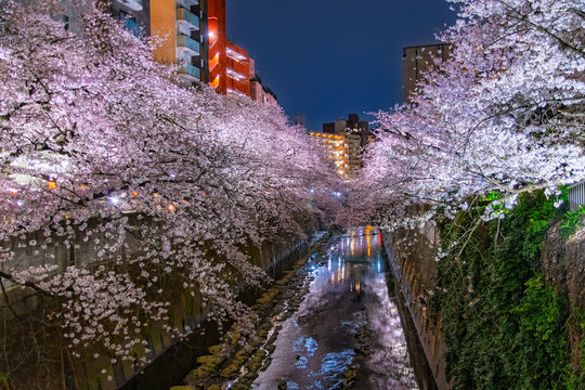 夜桜並木」の写真素材 | 508件の無料イラスト画像 | Adobe Stock