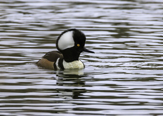 Fototapeta premium Hooded Mergansers