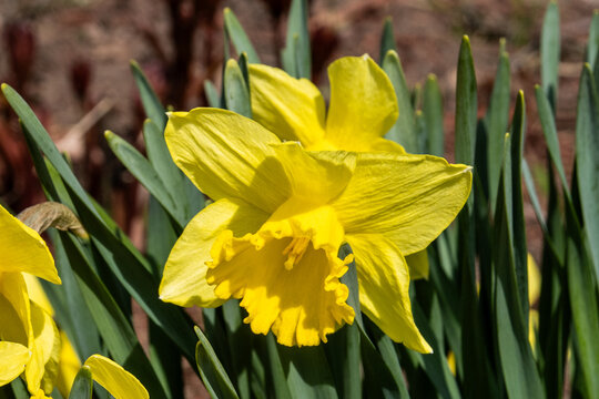 yellow daffodil flower