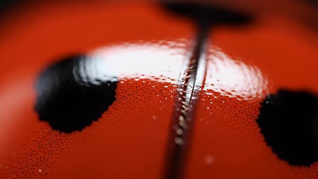 Extreme Macro Closeup of Glossy Red Ladybug Wing Details