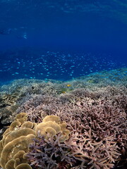 coral reef © 真美子 上村