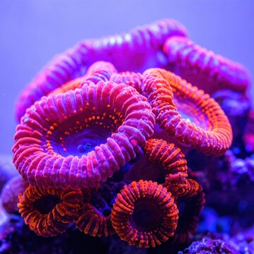 vibrant neon pink and orange zoanthid coral polyps in underwater marine aquarium, detailed textured aquatic macro photography, sea life and ocean ecosystem