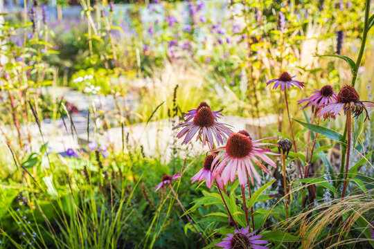 Detail of Echinacea flower in sunny natural garden