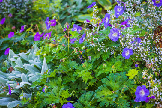 Garden with fantastic landscaping, patio, drought resistant plants