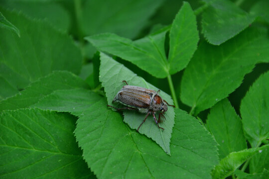 a cockchafer beetle on green leaves copy space
