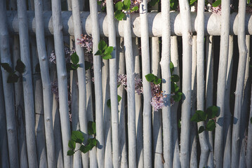 Fototapeta premium White Wooden Fence With Green Leaves And Purple Flowers