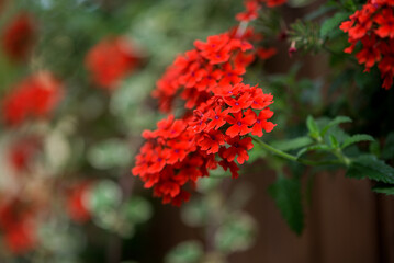 Fototapeta premium Bright Red Verbena Flowers In Soft Focus Garden Background