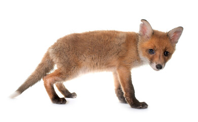 Fototapeta premium fox cub in studio