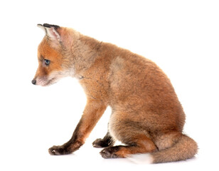 Fototapeta premium fox cub in studio