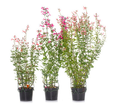 Salvia microphylla in studio