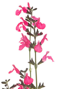 Salvia microphylla in studio