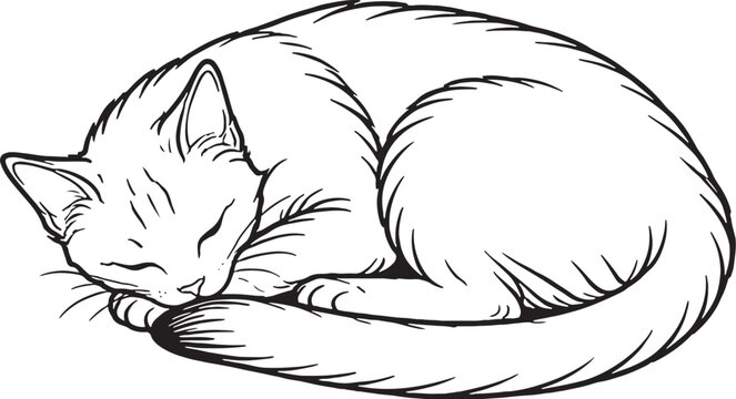 Chausie cat sleeping curled line art, athletic domestic cat curled sleeping pose outline illustration