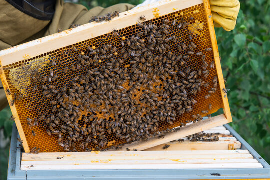 Frame filled with capped honey, dense bee activity, close-up, beekeeper inspecting manual harvest, healthy brood, ecological honey production, detail focus.