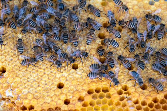 Dense group of bees on honeycomb, worker bees, active hive life, pollination, honey making, closeup apiary, rural organic bee farm, sustainable production.