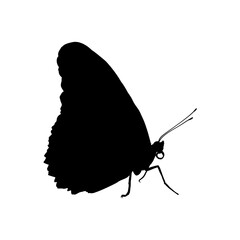 Butterfly profile silhouette, vector illustration © KR Studio