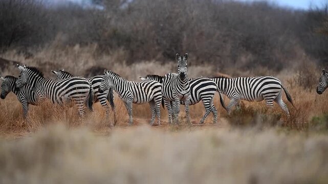 Herd of wild zebras grazing and walking together in the open Savannah of Amboseli National Park, Kenya