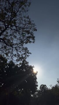 Silhouetted trees with sunshine