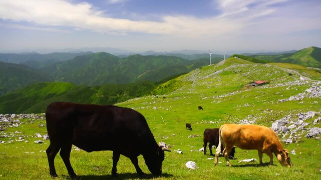 ジャージー種と黒毛和牛と五段高原の石灰岩群と風力発電の風車