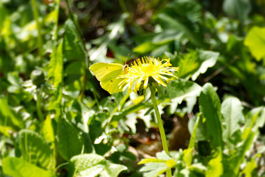 Common brimstone butterfly (Gonepteryx rhamni) sitting on yellow dandelion in Zurich, Switzerland
