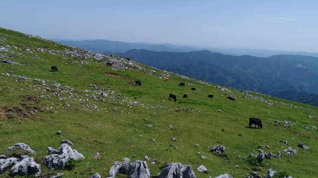 ジャージー種と黒毛和牛と石灰岩群と鈴が森方向の山並み