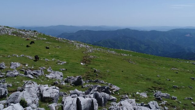 ジャージー種と黒毛和牛と石灰岩群と鈴が森方向の山並み