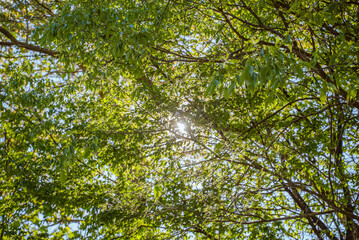 Fototapeta premium Krka Waterfalls National Park, Croatia: Sunlight through green tree leaves