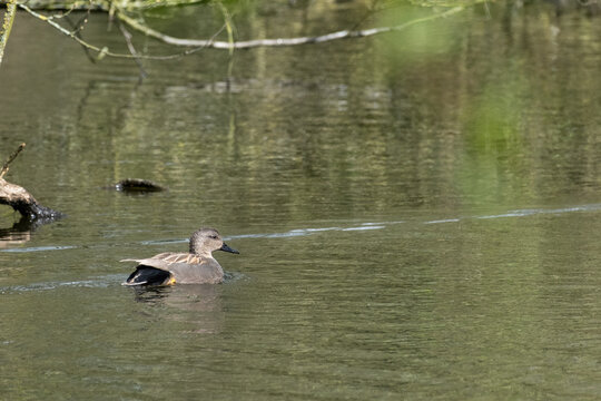 female gadwall duck swimming on a lake in springtime