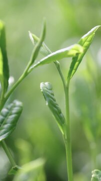 茶葉　茶畑　縦動画