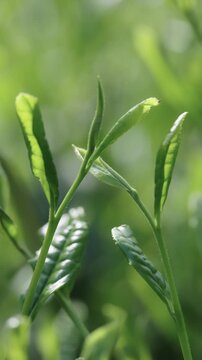 茶葉　茶畑　縦動画