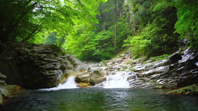 雨の面河渓