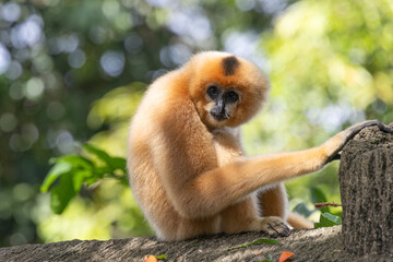 Fototapeta premium A yellow-cheeked gibbon in the a forest. Gibbon's mother. A cute primate with long legs in the Asian rainforest. 