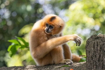 Fototapeta premium A yellow-cheeked gibbon in the a forest. Gibbon's mother. A cute primate with long legs in the Asian rainforest. 