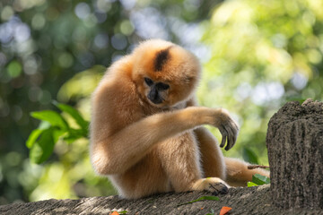 Obraz premium A yellow-cheeked gibbon in the a forest. Gibbon's mother. A cute primate with long legs in the Asian rainforest. 