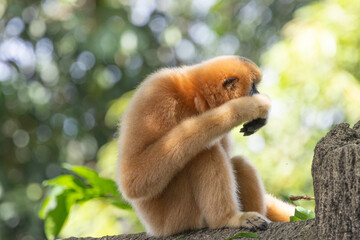 Fototapeta premium A yellow-cheeked gibbon in the a forest. Gibbon's mother. A cute primate with long legs in the Asian rainforest. 