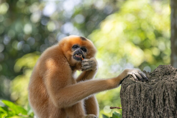 Fototapeta premium A yellow-cheeked gibbon in the a forest. Gibbon's mother. A cute primate with long legs in the Asian rainforest. 