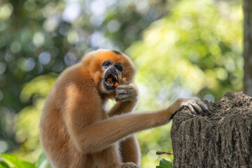 Fototapeta premium A yellow-cheeked gibbon in the a forest. Gibbon's mother. A cute primate with long legs in the Asian rainforest. 