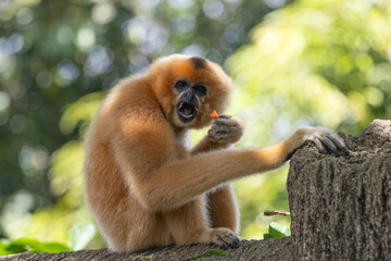 Fototapeta premium A yellow-cheeked gibbon in the a forest. Gibbon's mother. A cute primate with long legs in the Asian rainforest. 