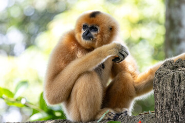 Fototapeta premium A yellow-cheeked gibbon in the a forest. Gibbon's mother. A cute primate with long legs in the Asian rainforest. 