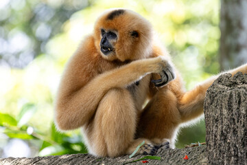 Fototapeta premium A yellow-cheeked gibbon in the a forest. Gibbon's mother. A cute primate with long legs in the Asian rainforest. 