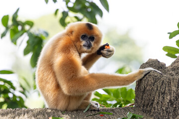 Fototapeta premium A yellow-cheeked gibbon in the a forest. Gibbon's mother. A cute primate with long legs in the Asian rainforest. 