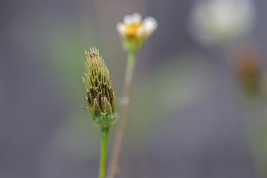 Extreme macro shot of a wild flower bud with intricate textures. A minimalist botanical study of nature&rsquo;s fine details featuring a soft, dreamy bokeh background.