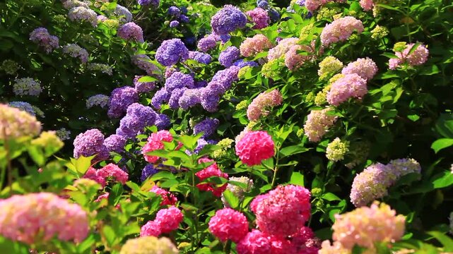 新宮あじさいの里のアジサイ