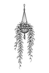 Detailed Engraving Style Hanging Potted Plant with Macrame Holder Vector Illustration, Vintage Black and White Interior Decor and Lifestyle Graphic Design © Chairul