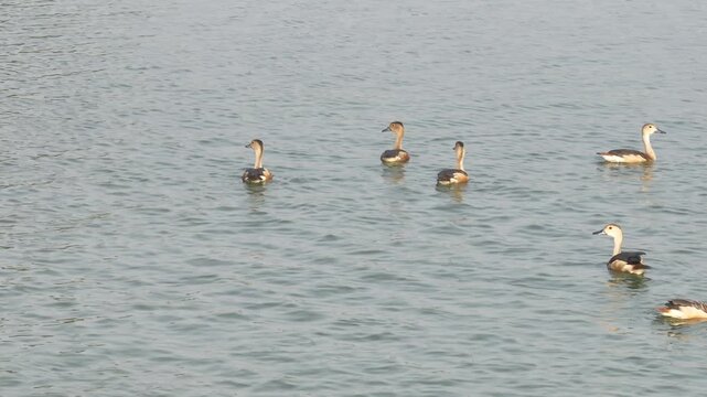 Whistling ducks flock swimming in calm lake water