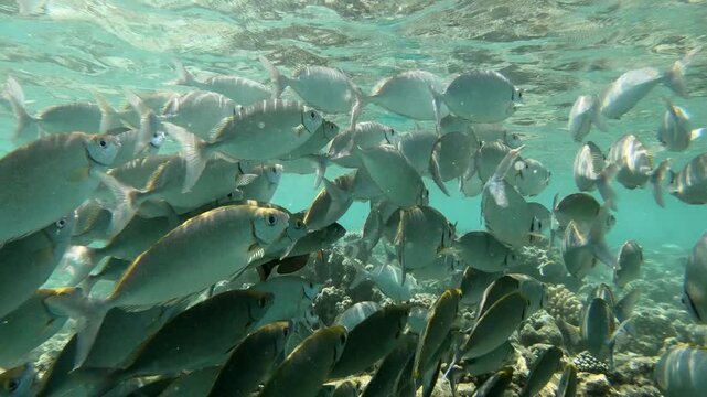 The lunar fusilier (Caesio lunaris), also known as the blue fusilier or moon fusilier, is a species of marine ray-finned fish, a fusilier belonging to the family Caesionidae.
