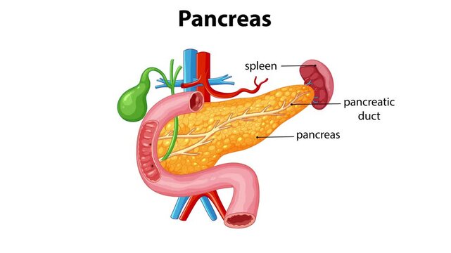 Anatomy of pancreas diagram showing internal organs and digestive system connections in medical motion graphic.