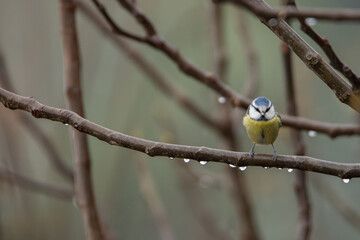 Mésange bleue de face sur branche en hiver avec gouttes de pluie © Maud HERNANDEZ