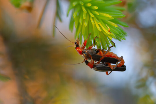 Macro d&rsquo;accouplement de deux insectes rouges et noirs, comportement animal