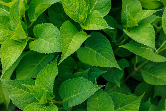 Green hydrangea leaves natural background in garden