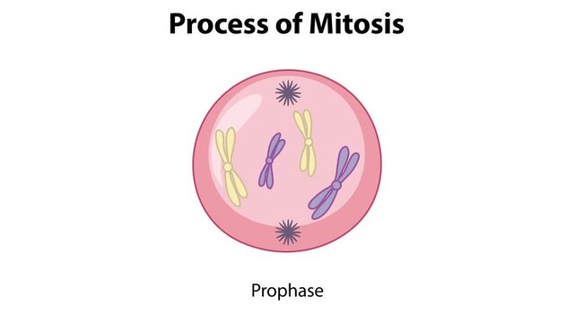 Process of mitosis animation showing cell division stages interphase prophase metaphase anaphase telophase.